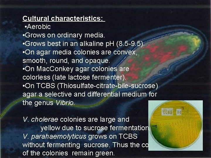 Cultural characteristics: • Aerobic • Grows on ordinary media. • Grows best in an