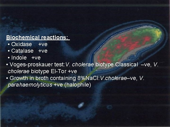 Biochemical reactions: • Oxidase +ve • Catalase +ve • Indole +ve • Voges-proskauer test: