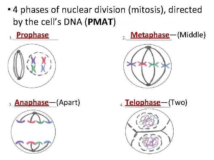  • 4 phases of nuclear division (mitosis), directed by the cell’s DNA (PMAT)