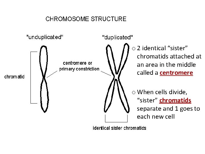 o 2 identical “sister” chromatids attached at an area in the middle called a