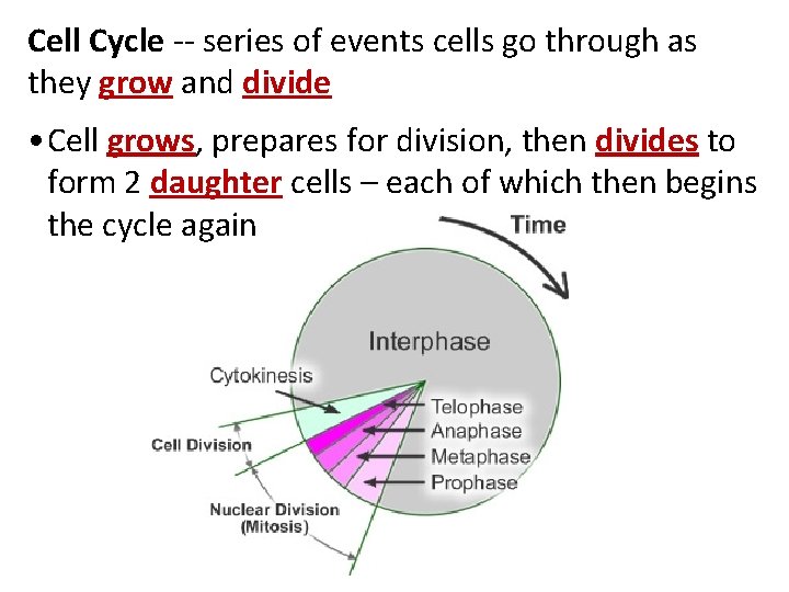 Cell Cycle -- series of events cells go through as they grow and divide