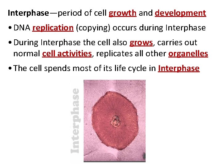 Interphase—period of cell growth and development • DNA replication (copying) occurs during Interphase •