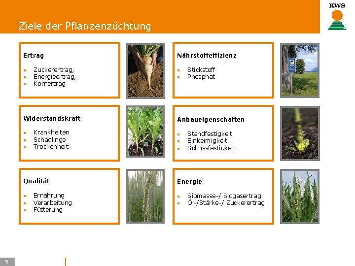 Ziele der Pflanzenzüchtung Ertrag l l l Zuckerertrag, Energieertrag, Kornertrag Widerstandskraft l l l