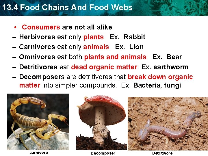 13. 4 Food Chains And Food Webs • – – – Consumers are not