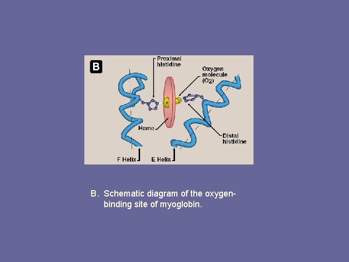 B. Schematic diagram of the oxygenbinding site of myoglobin. 