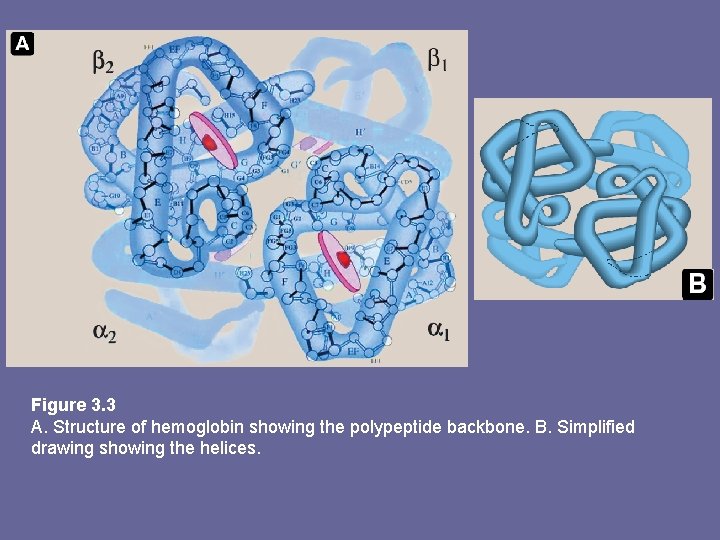 Figure 3. 3 A. Structure of hemoglobin showing the polypeptide backbone. B. Simplified drawing