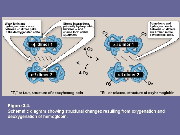 Figure 3. 4. Schematic diagram showing structural changes resulting from oxygenation and deoxygenation of