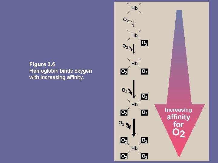 Figure 3. 6 Hemoglobin binds oxygen with increasing affinity. 