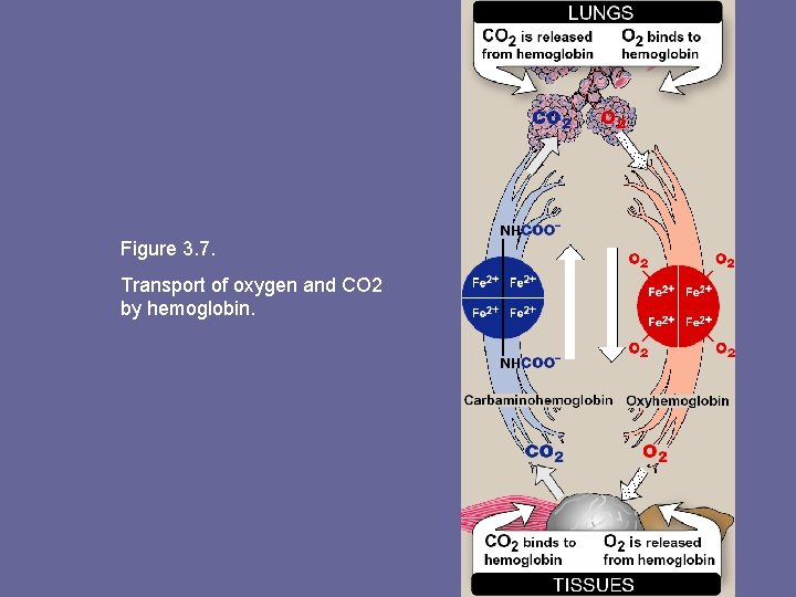 Figure 3. 7. Transport of oxygen and CO 2 by hemoglobin. 