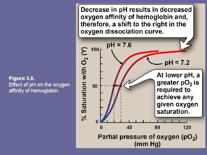 Figure 3. 8. Effect of p. H on the oxygen affinity of hemoglobin. 