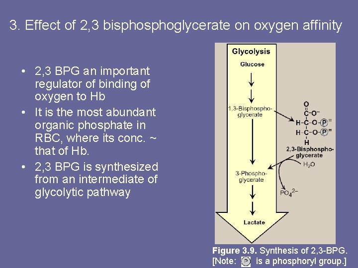 3. Effect of 2, 3 bisphoglycerate on oxygen affinity • 2, 3 BPG an