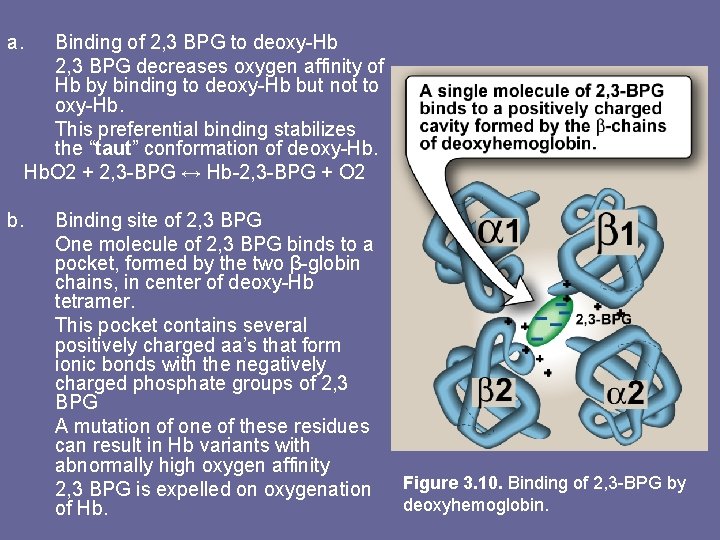 a. b. Binding of 2, 3 BPG to deoxy-Hb 2, 3 BPG decreases oxygen