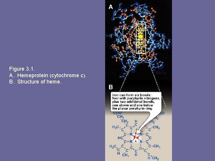 Figure 3. 1. A. Hemeprotein (cytochrome c). B. Structure of heme. 