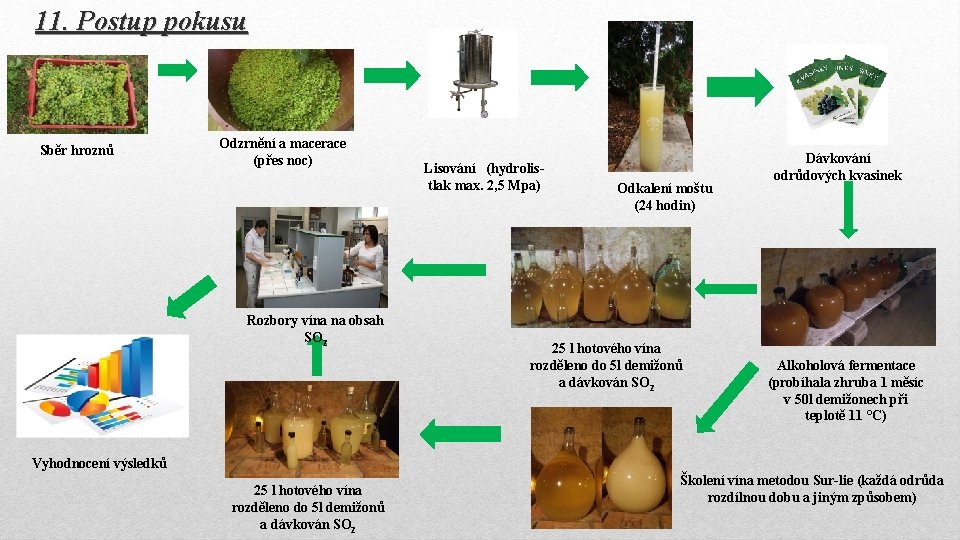 11. Postup pokusu Sběr hroznů Odzrnění a macerace (přes noc) Rozbory vína na obsah