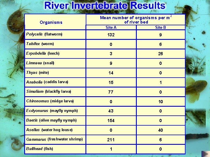 Organisms Mean number of organisms per m of river bed Site A Site B Organisms Mean number of organisms per m of river bed Site A Site B