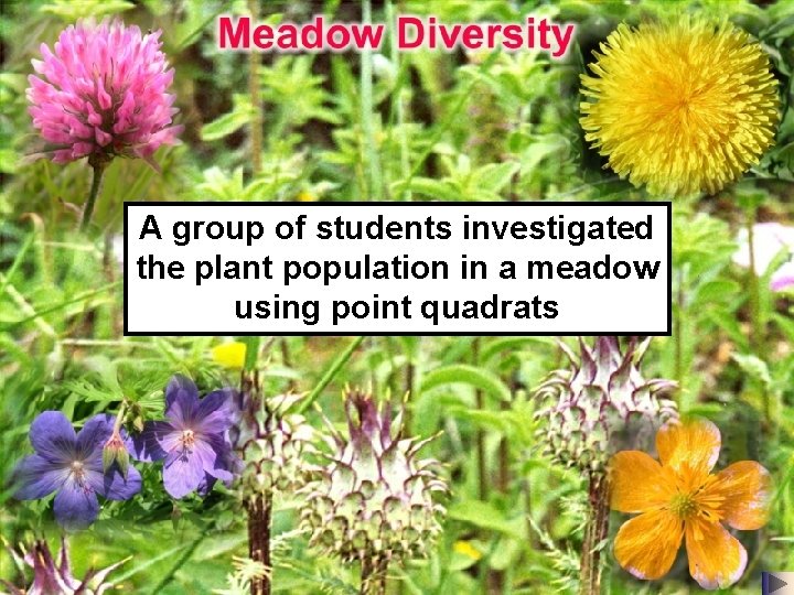 A group of students investigated the plant population in a meadow using point quadrats A group of students investigated the plant population in a meadow using point quadrats