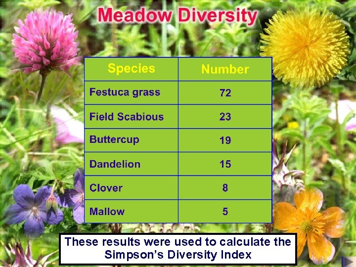 These results were used to calculate the Simpson’s Diversity Index These results were used to calculate the Simpson’s Diversity Index