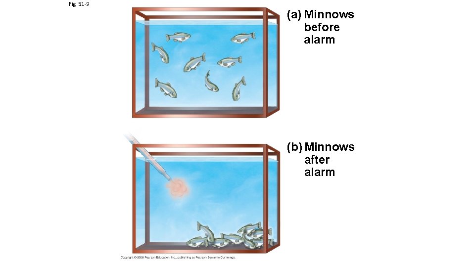 Fig. 51 -9 (a) Minnows before alarm (b) Minnows after alarm 