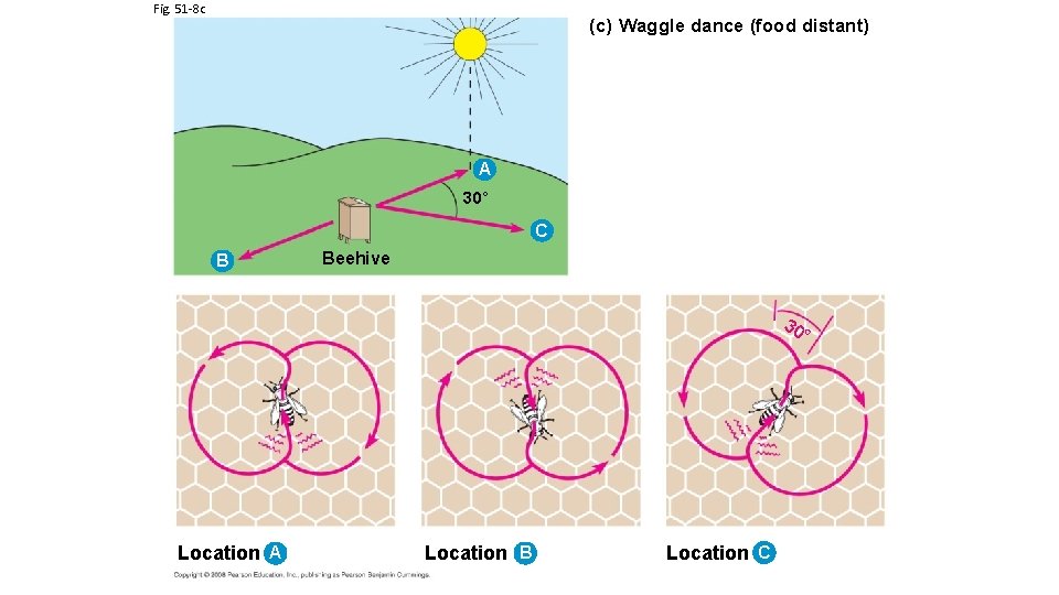 Fig. 51 -8 c (c) Waggle dance (food distant) A 30° C B Beehive