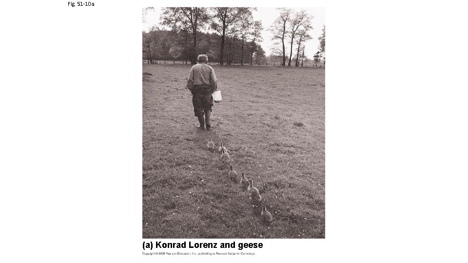 Fig. 51 -10 a (a) Konrad Lorenz and geese 