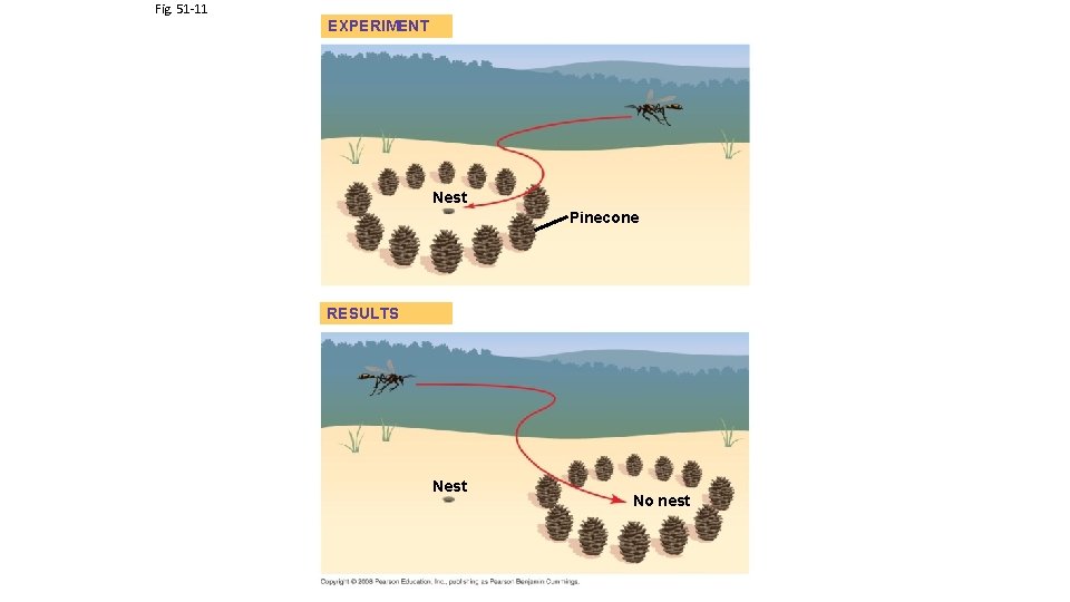 Fig. 51 -11 EXPERIMENT Nest Pinecone RESULTS Nest No nest 