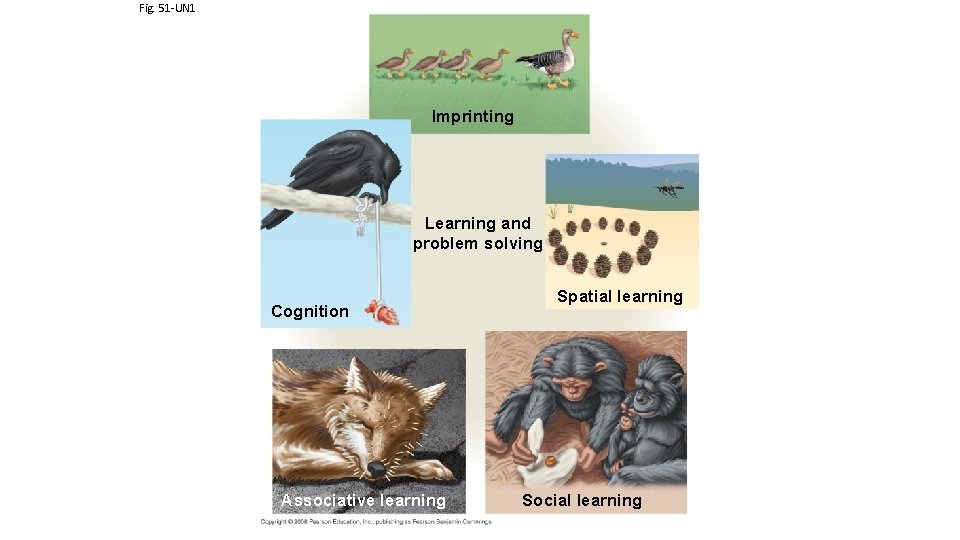 Fig. 51 -UN 1 Imprinting Learning and problem solving Cognition Associative learning Spatial learning