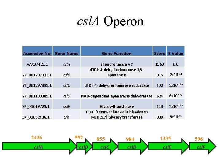 csl. A Operon Ascencion No. Gene Name AAX 07421. 1 csl. A YP_001297333. 1