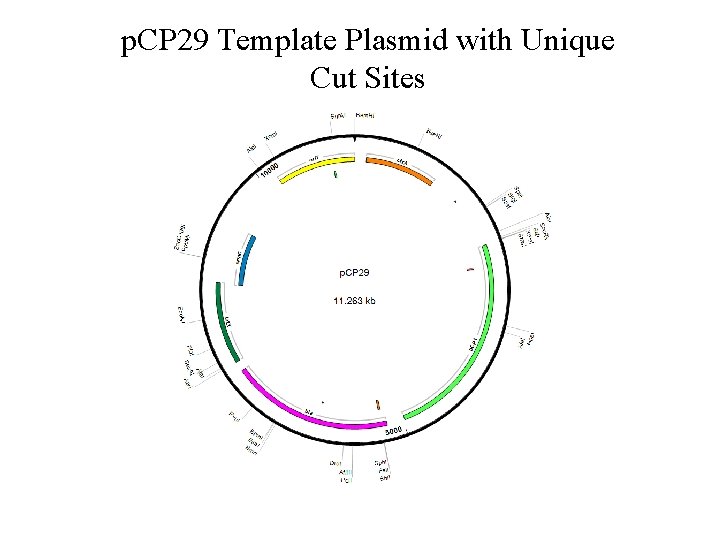 p. CP 29 Template Plasmid with Unique Cut Sites 