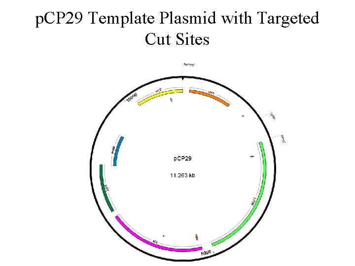 p. CP 29 Template Plasmid with Targeted Cut Sites 