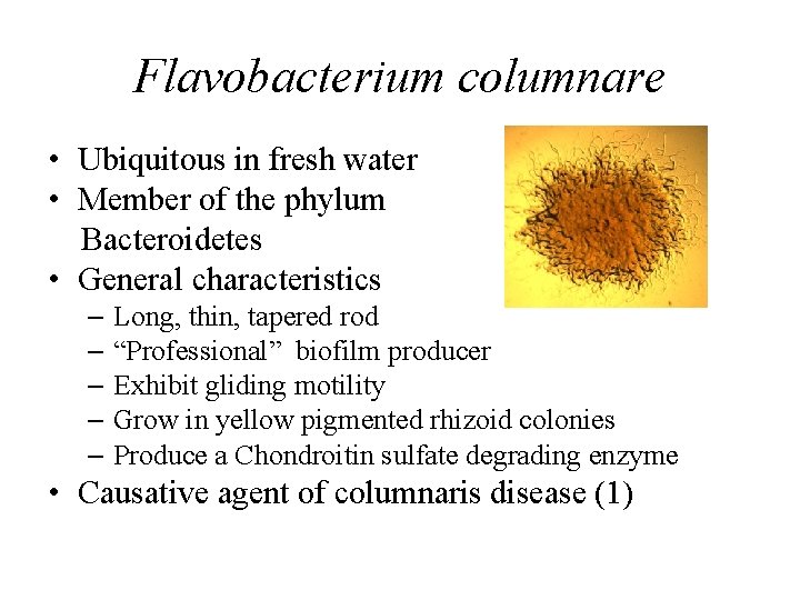 Flavobacterium columnare • Ubiquitous in fresh water • Member of the phylum Bacteroidetes •