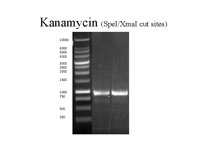 Kanamycin (Spe. I/Xma. I cut sites) 10000 6000 5000 4000 3000 2500 2000 1500