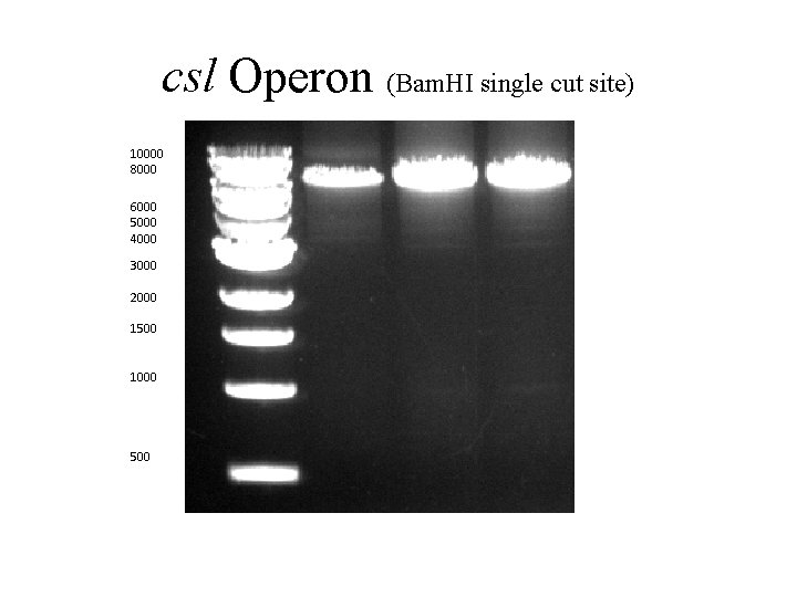 csl Operon (Bam. HI single cut site) 10000 8000 6000 5000 4000 3000 2000