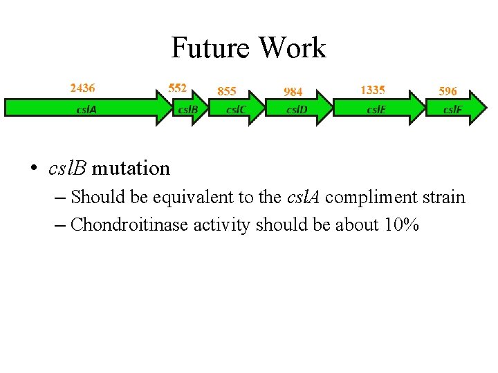 Future Work • csl. B mutation – Should be equivalent to the csl. A