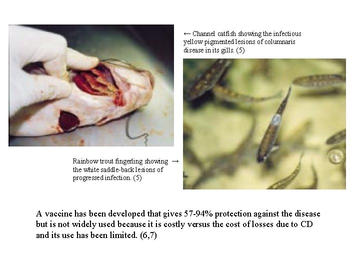 ← Channel catfish showing the infectious yellow pigmented lesions of columnaris disease in its