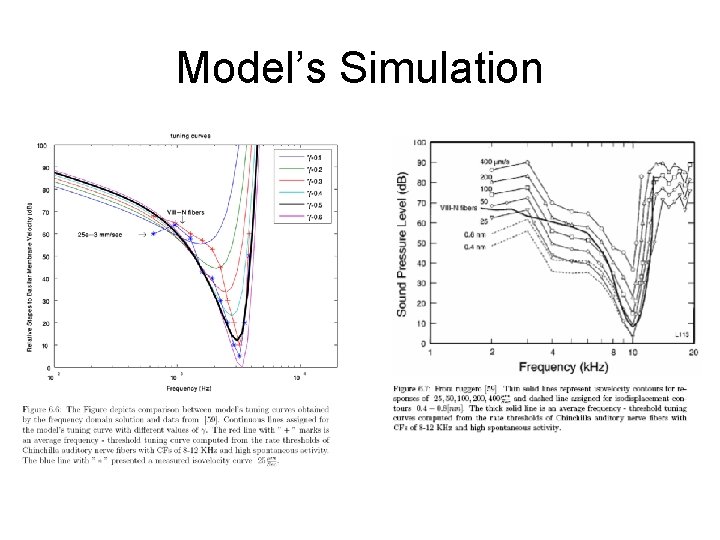 Model’s Simulation 