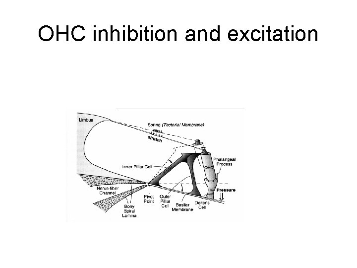 OHC inhibition and excitation 