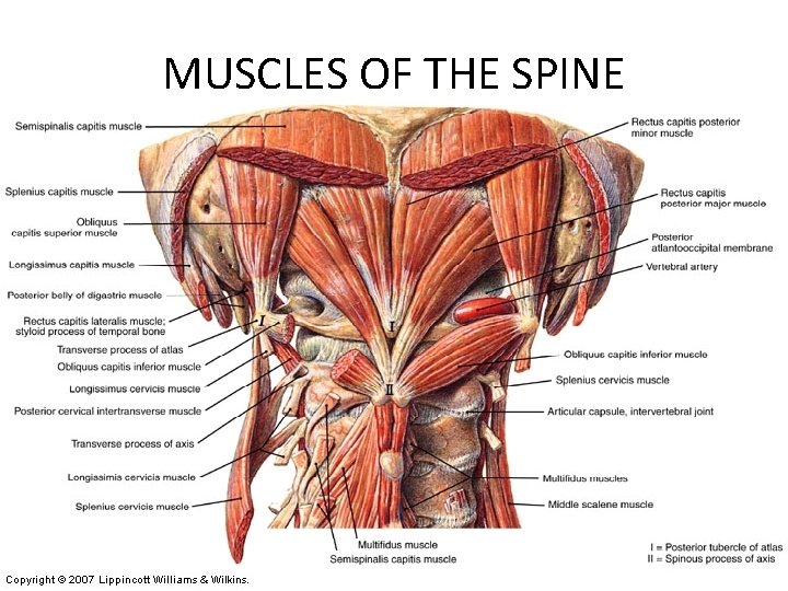 MUSCLES OF THE SPINE 