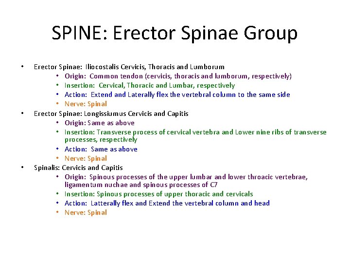 SPINE: Erector Spinae Group • • • Erector Spinae: Iliocostalis Cervicis, Thoracis and Lumborum