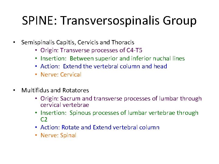 SPINE: Transversospinalis Group • Semispinalis Capitis, Cervicis and Thoracis • Origin: Transverse processes of