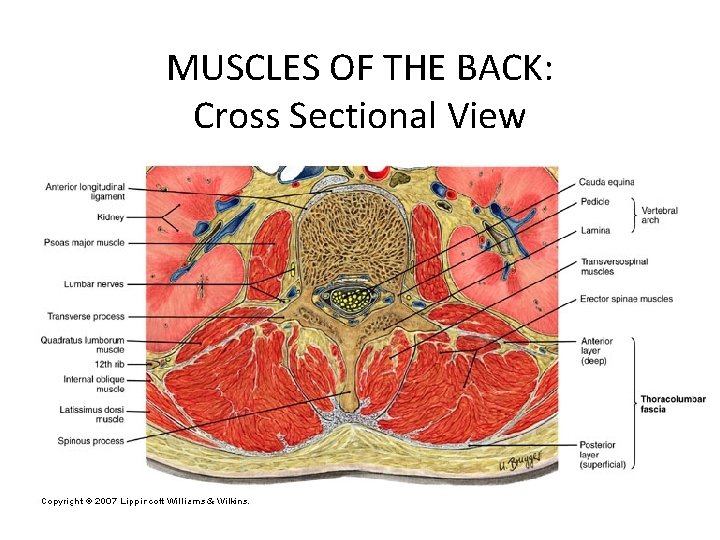 MUSCLES OF THE BACK: Cross Sectional View 