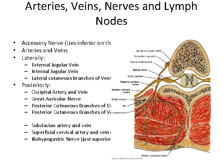 Arteries, Veins, Nerves and Lymph Nodes • Accessory Nerve (Lies inferior on the trapezius