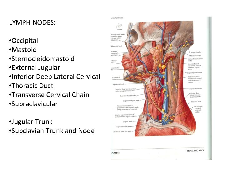LYMPH NODES: • Occipital • Mastoid • Sternocleidomastoid • External Jugular • Inferior Deep