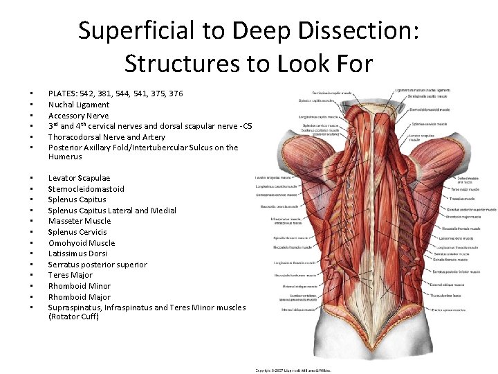 Superficial to Deep Dissection: Structures to Look For • • • PLATES: 542, 381,