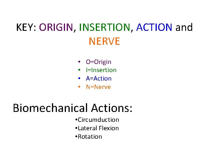 KEY: ORIGIN, INSERTION, ACTION and NERVE • • O=Origin I=Insertion A=Action N=Nerve Biomechanical Actions: