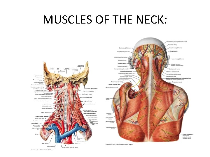 MUSCLES OF THE NECK: 