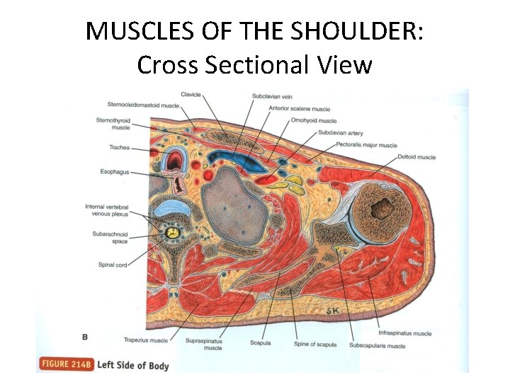 MUSCLES OF THE SHOULDER: Cross Sectional View 