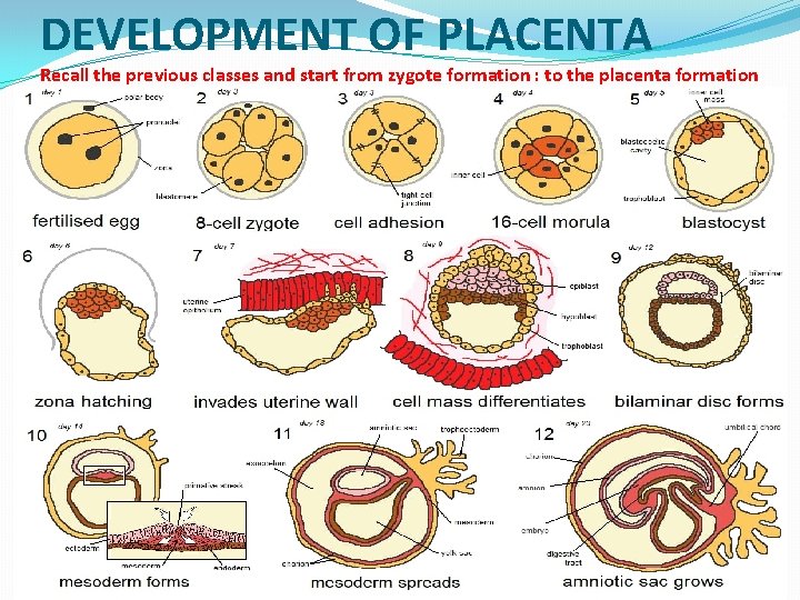 DEVELOPMENT OF PLACENTA Recall the previous classes and start from zygote formation : to