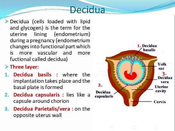 Decidua Ø Decidua (cells loaded with lipid and glycogen) is the term for the