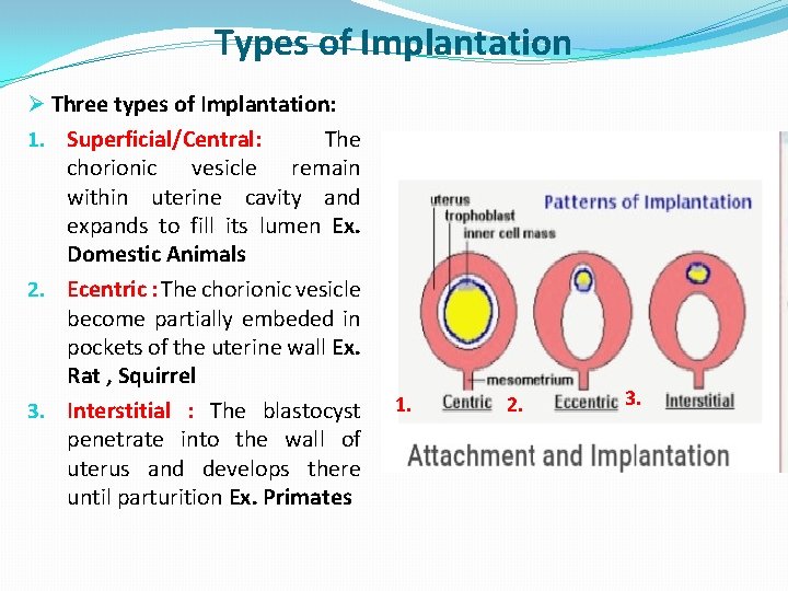Types of Implantation Ø Three types of Implantation: 1. Superficial/Central: The chorionic vesicle remain