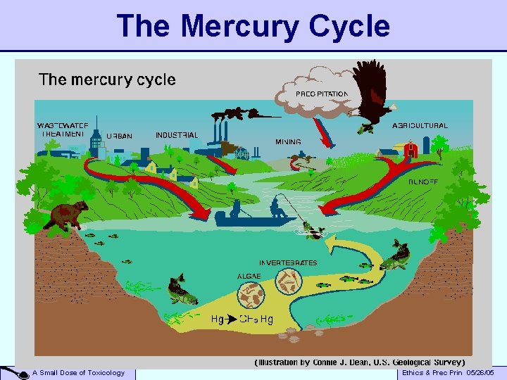 The Mercury Cycle A Small Dose of Toxicology Ethics & Prec Prin 05/26/05 